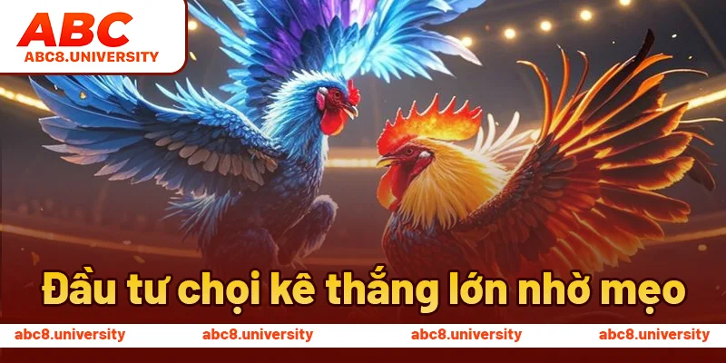 Đầu tư chọi kê thắng lớn nhờ mẹo Đầu tư chọi kê thắng lớn nhờ mẹo