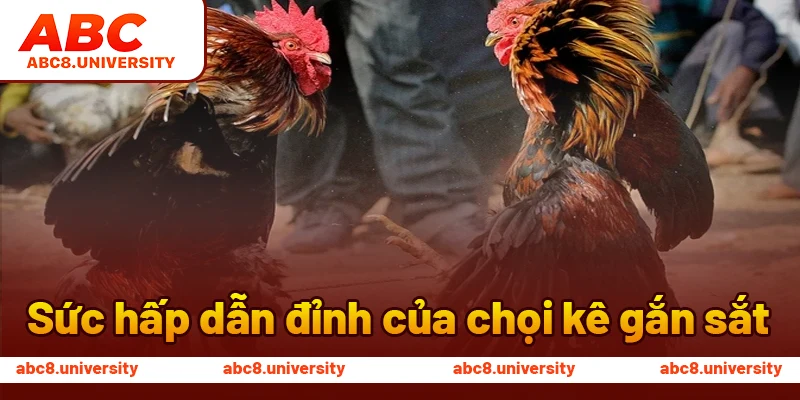 Sức hấp dẫn đỉnh của chọi kê gắn sắt Sức hấp dẫn đỉnh của chọi kê gắn sắt