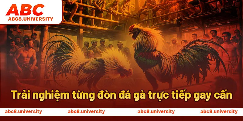 Trải nghiệm từng đòn đá gà trực tiếp gay cấn Trải nghiệm từng đòn đá gà trực tiếp gay cấn